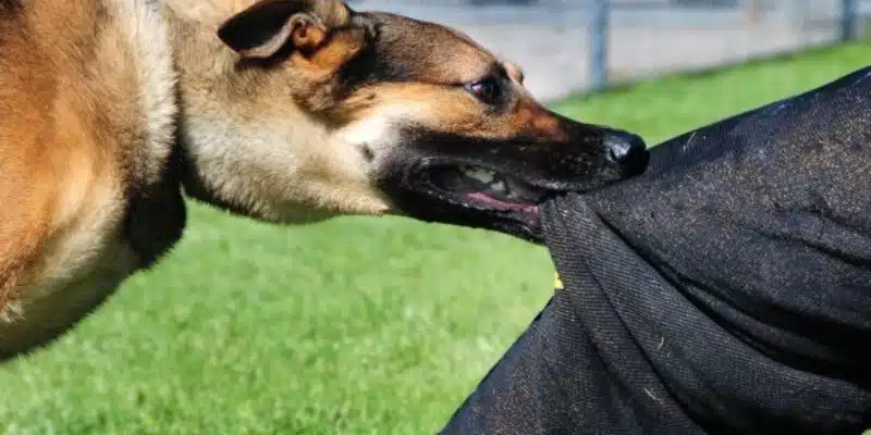 Bộ số may mắn chơi đề khi ngủ mơ chó cắn