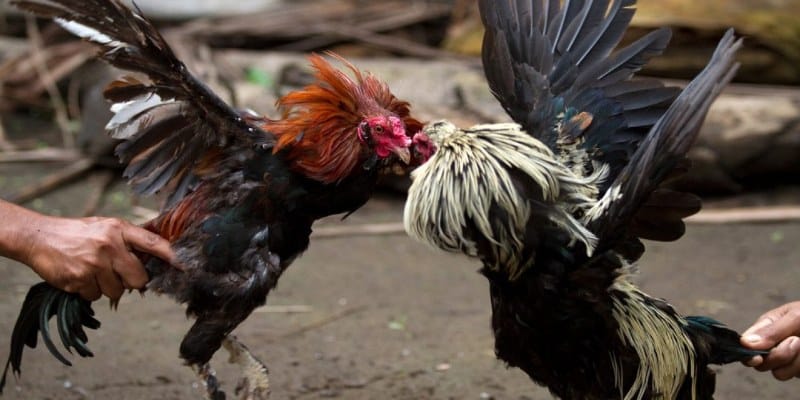 Khái quát về đá gà trực tiếp Thomo tại Kubet77