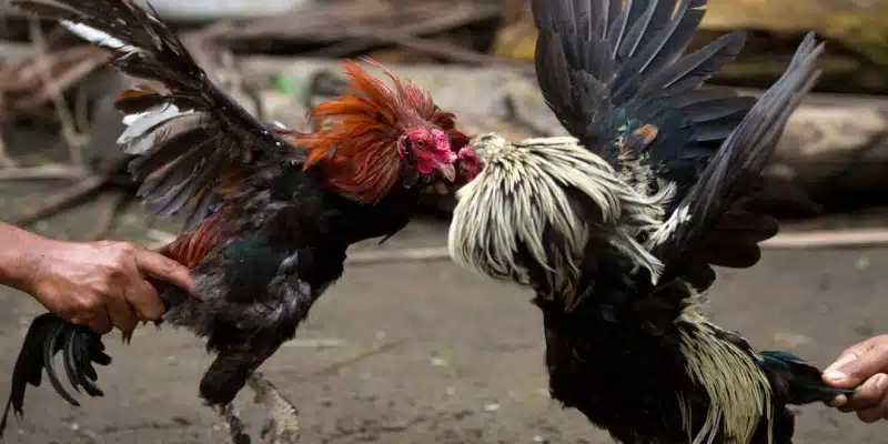 Khái quát về đá gà trực tiếp Thomo tại Kubet77